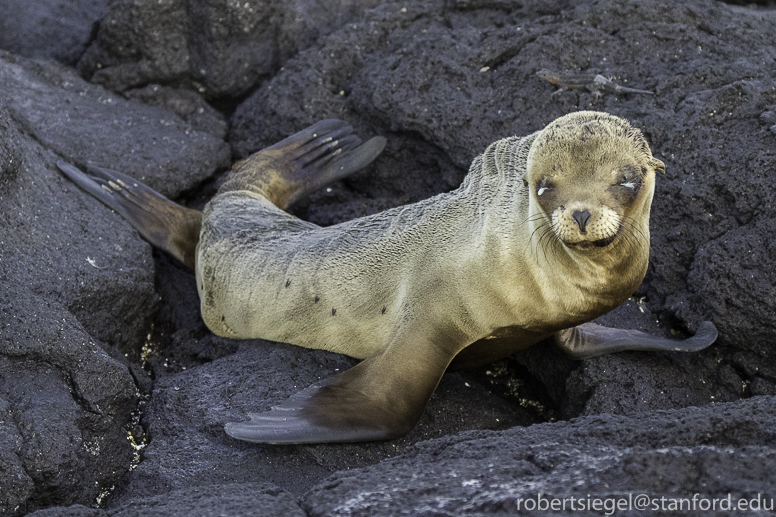 galapagos